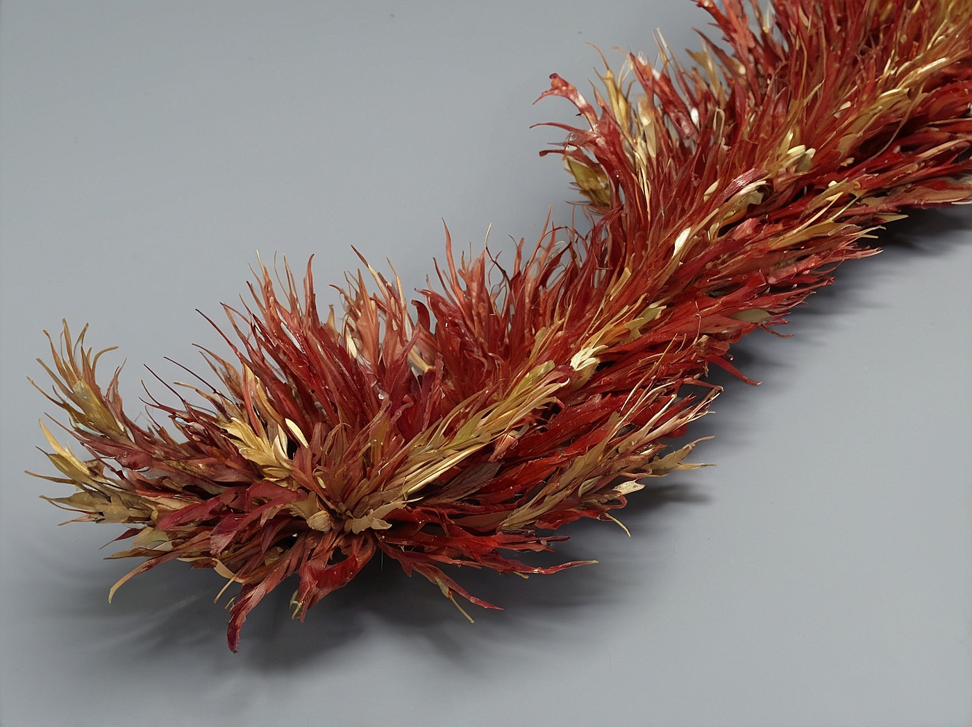 MavKaleNoriVexor Guadalajara 2